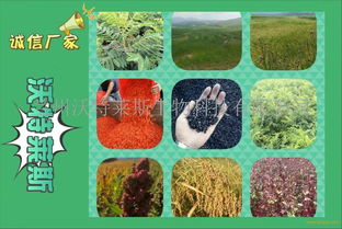 啤酒酵母粉 廠家直銷的高品質(zhì)選擇